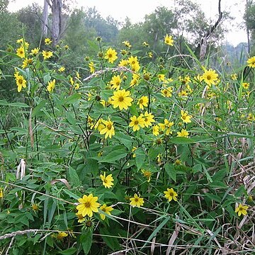 Helianthus microcephalus unspecified picture