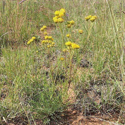 Hymenopappus mexicanus unspecified picture