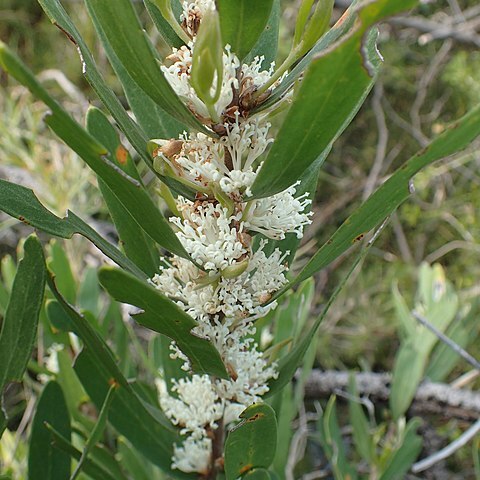 Hakea oleifolia unspecified picture