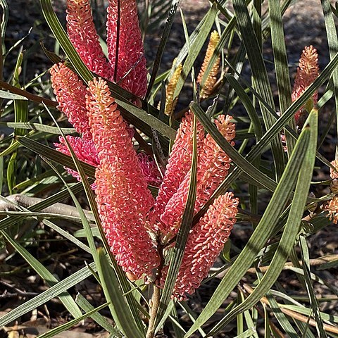 Hakea grammatophylla unspecified picture