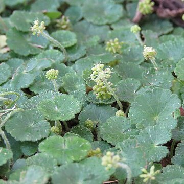 Hydrocotyle filipes unspecified picture