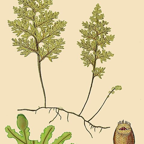 Hymenophyllum tortuosum unspecified picture