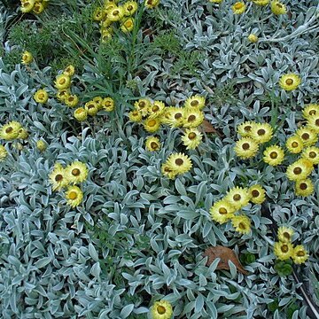 Helichrysum argyrophyllum unspecified picture