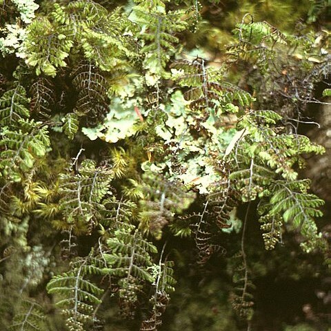 Hymenophyllum dentatum unspecified picture