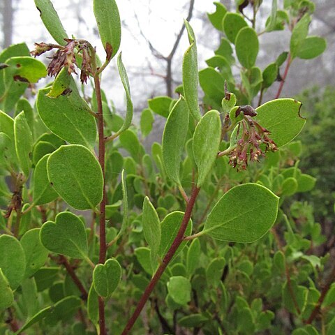 Arctostaphylos ohloneana unspecified picture