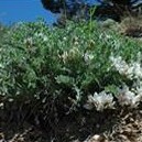 Astragalus desereticus unspecified picture