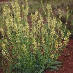 Astragalus ampullarioides unspecified picture