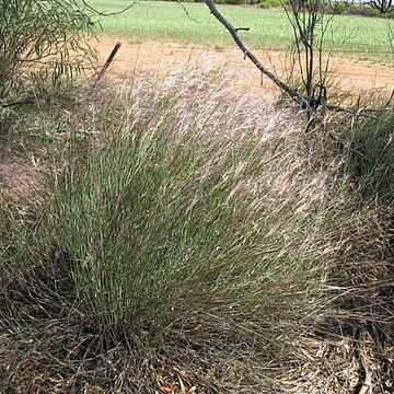 Austrostipa platychaeta unspecified picture