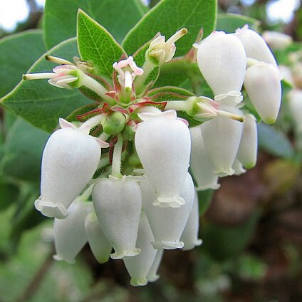 Arctostaphylos pallida unspecified picture