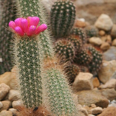 Arrojadoa rhodantha unspecified picture