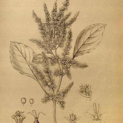 Amaranthus scariosus unspecified picture