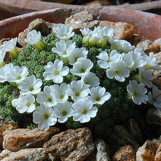 Androsace bryomorpha unspecified picture