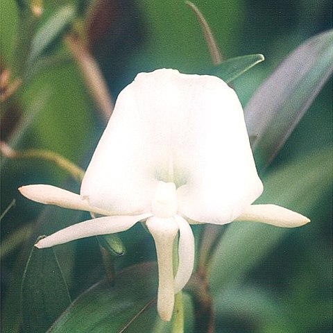 Angraecum scottianum unspecified picture