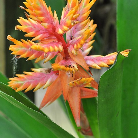 Aechmea manzanaresiana unspecified picture