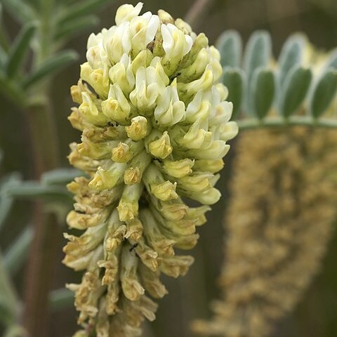 Astragalus pycnostachyus unspecified picture