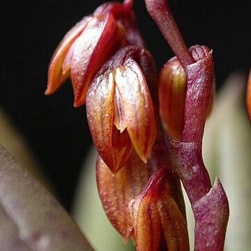 Acianthera johannensis unspecified picture