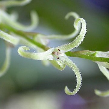 Anathallis sclerophylla unspecified picture