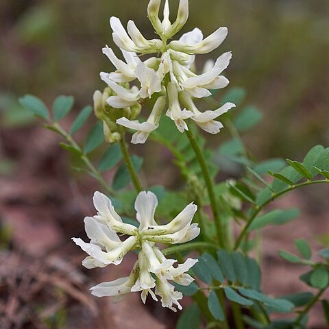 Astragalus soxmaniorum unspecified picture