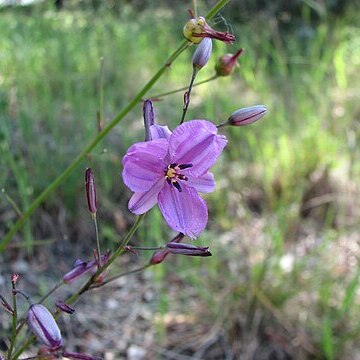 Dichopogon strictus unspecified picture