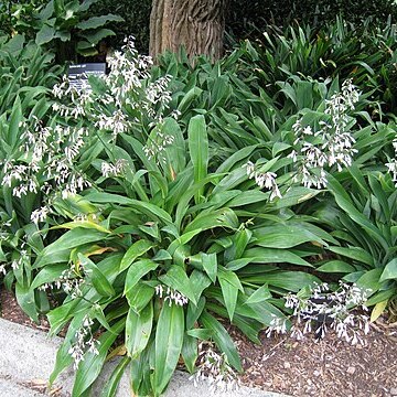 Arthropodium cirrhatum unspecified picture