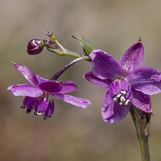 Arthropodium minus unspecified picture