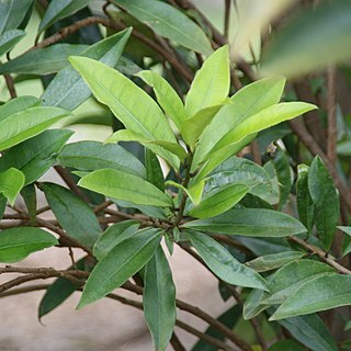 Brunfelsia plicata unspecified picture