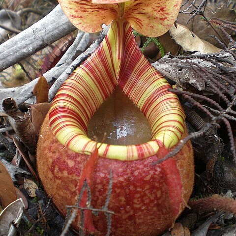 Nepenthes peltata unspecified picture