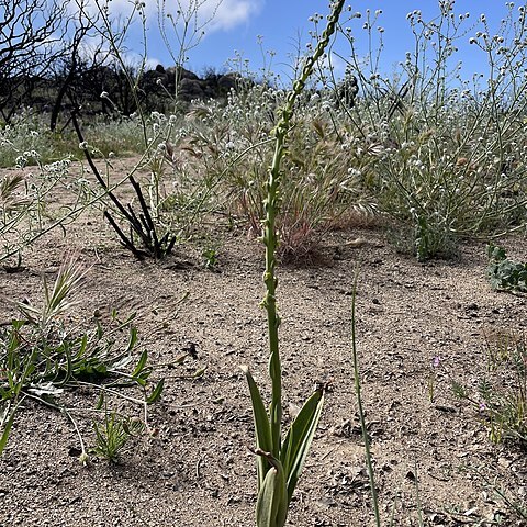 Platanthera cooperi unspecified picture