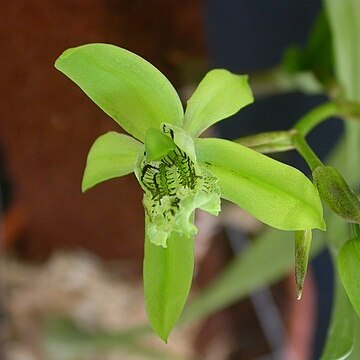 Coelogyne mayeriana unspecified picture