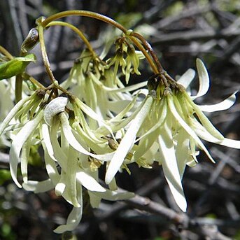 Chionanthus pygmaeus unspecified picture