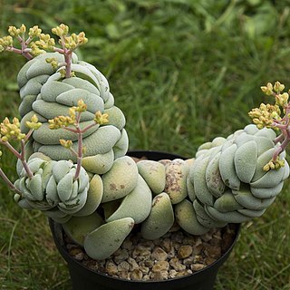 Crassula alstonii unspecified picture