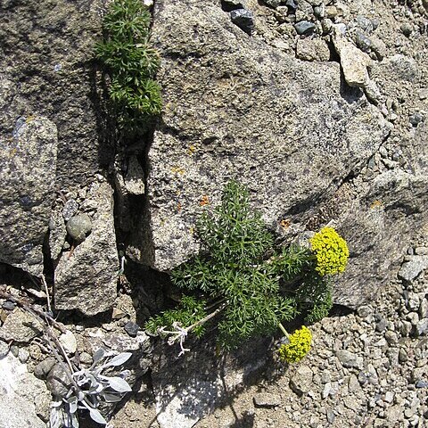 Cymopterus terebinthinus unspecified picture