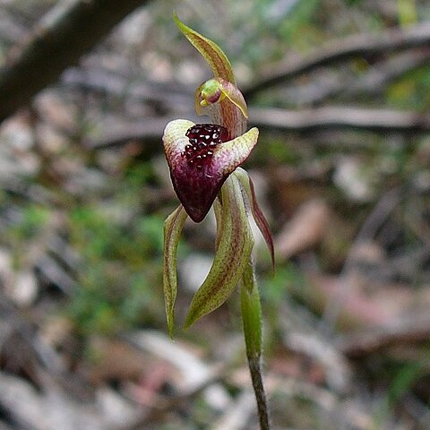 Caladenia tessellata unspecified picture