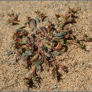 Chorizanthe orcuttiana unspecified picture