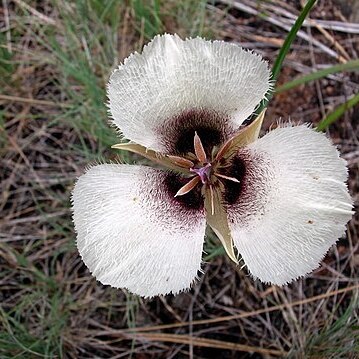 Calochortus umpquaensis unspecified picture