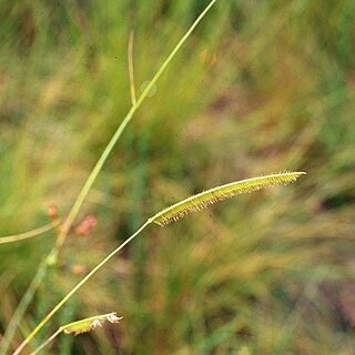 Ctenium aromaticum unspecified picture