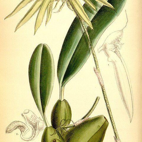 Bulbophyllum picturatum unspecified picture