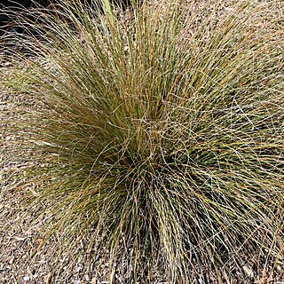 Chionochloa defracta unspecified picture