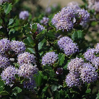 Ceanothus jepsonii unspecified picture