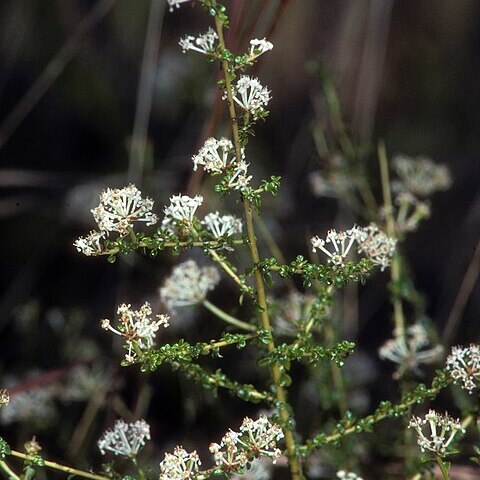 Ceanothus microphyllus unspecified picture