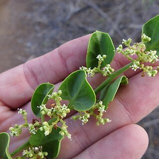 Cryptocarpus pyriformis unspecified picture