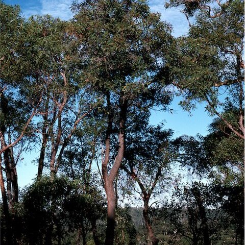 Corymbia haematoxylon unspecified picture