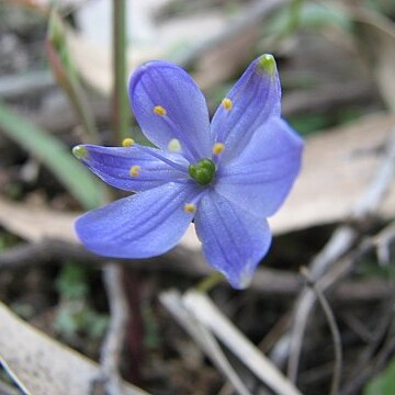 Chamaescilla unspecified picture