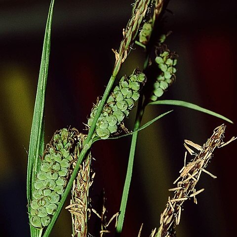 Carex filiformis unspecified picture