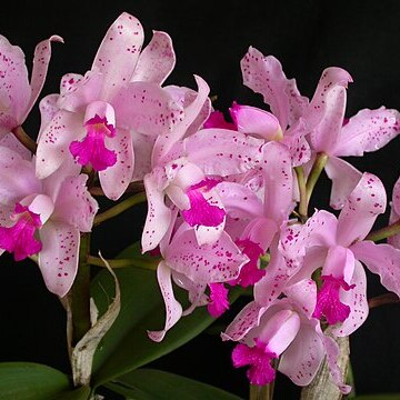 Cattleya amethystoglossa unspecified picture