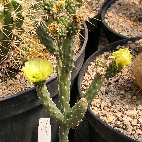 Cylindropuntia tesajo unspecified picture