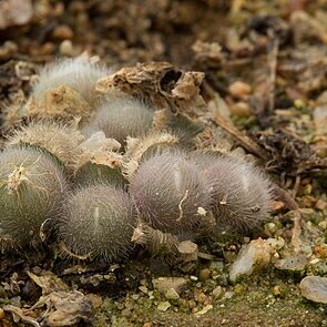 Conophytum stephanii unspecified picture