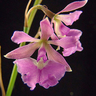 Epidendrum campestre unspecified picture