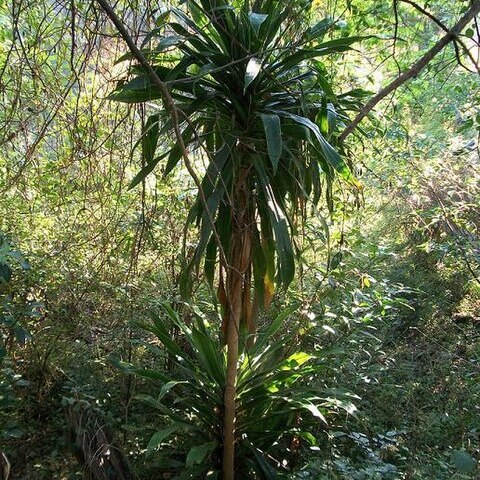 Dracaena aletriformis unspecified picture