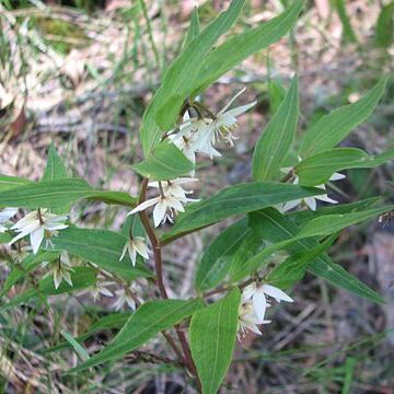 Drymophila cyanocarpa unspecified picture